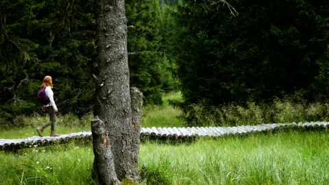 Stock Footage Walking Through Pine Forest On A Wooden Path Live Wallpaper - Free Live Wallpaper
