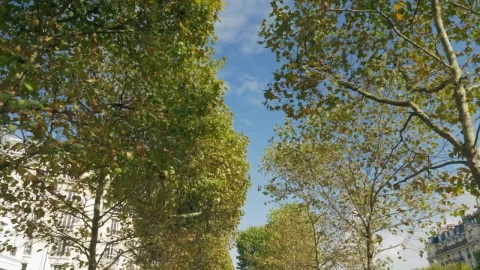 Stock Footage Walking Through A Park Avenue Live Wallpaper - Free Live Wallpaper