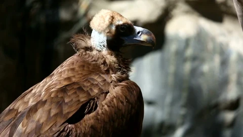 Stock Footage Vulture In The Wild Live Wallpaper - Free Live Wallpaper