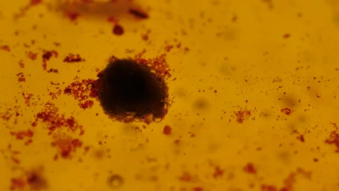 Stock Footage Viruses Absorbing Cells Floating In A Liquid Live Wallpaper - Free Live Wallpaper