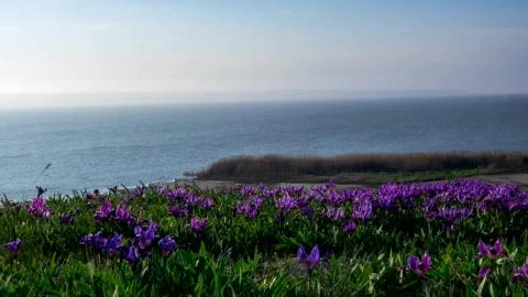 Stock Footage Violet Flowers On The Meadow By The Ocean Live Wallpaper - Free Live Wallpaper