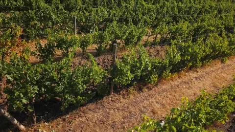 Stock Footage Vineyards Of Chianti In The Afternoon Live Wallpaper - Free Live Wallpaper