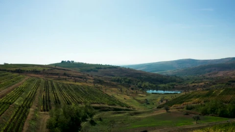 Stock Footage Vineyard With A Small Lake Live Wallpaper - Free Live Wallpaper