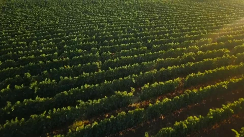 Stock Footage Vineyard In Late Summer Live Wallpaper - Free Live Wallpaper