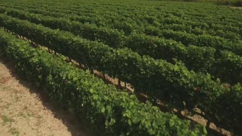 Stock Footage Vineyard Fields Live Wallpaper - Free Live Wallpaper