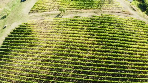 Stock Footage Vineyard Fields From Above Live Wallpaper - Free Live Wallpaper