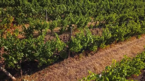 Stock Footage Vineyard Before Harvest Live Wallpaper - Free Live Wallpaper
