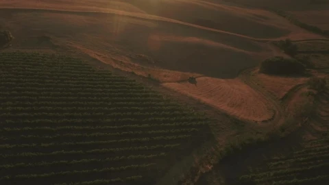 Stock Footage Vineyard As Dusk Live Wallpaper - Free Live Wallpaper