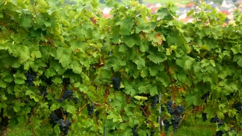 Stock Footage Vineyard And Town In The Distance Live Wallpaper - Free Live Wallpaper