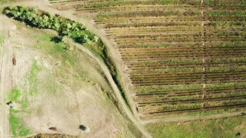 Stock Footage Vineyard And Empty Fields Live Wallpaper - Free Live Wallpaper
