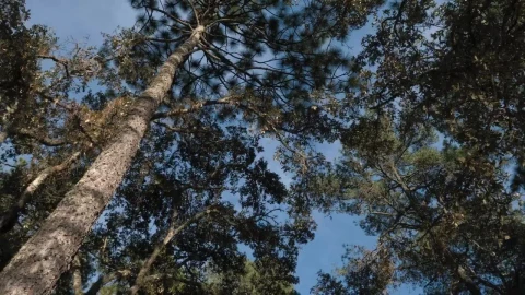 Stock Footage View Of Tall Trees And Clear Sky Live Wallpaper - Free Live Wallpaper