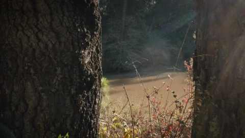 Stock Footage View Of A River Between Two Old Trees Live Wallpaper - Free Live Wallpaper