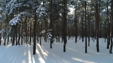 Stock Footage View Of A Drone Flying Low In A Winter Forest Live Wallpaper - Free Live Wallpaper