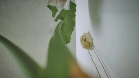 Stock Footage View From The Base Of A Plant While It Is Live Wallpaper - Free Live Wallpaper