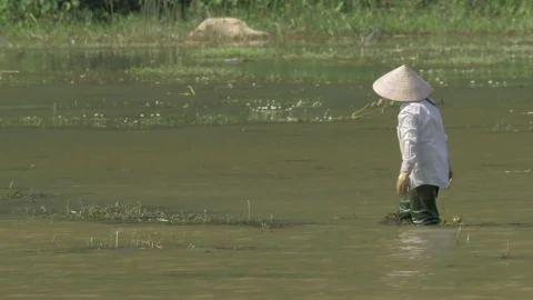 Stock Footage Vietnamese Worker In A Field Live Wallpaper - Free Live Wallpaper