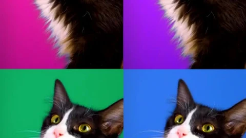 Stock Footage Video Of A Cat Played Four Times With Different Colored Live Wallpaper - Free Live Wallpaper