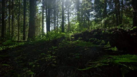 Stock Footage Vibrant Forest Floor Live Wallpaper - Free Live Wallpaper