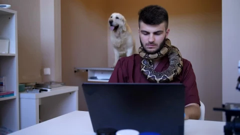 Stock Footage Vet Working While Holding A Snake Live Wallpaper - Free Live Wallpaper