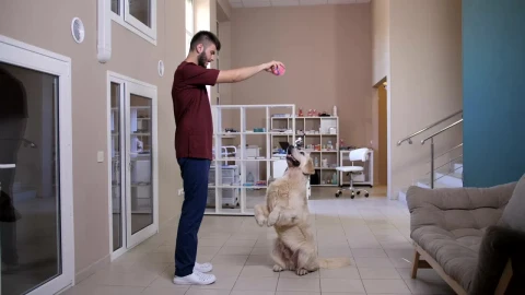 Stock Footage Vet Playing With A Patient Live Wallpaper - Free Live Wallpaper