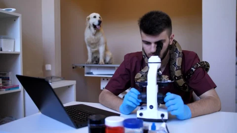 Stock Footage Vet Using A Microscope In His Clinic Live Wallpaper - Free Live Wallpaper