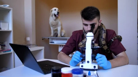 Stock Footage Vet And His Snake Working On A Laptop Live Wallpaper - Free Live Wallpaper