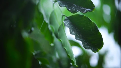 Stock Footage Very Close Shot Of The Leaves Of A Tree Wet Live Wallpaper - Free Live Wallpaper