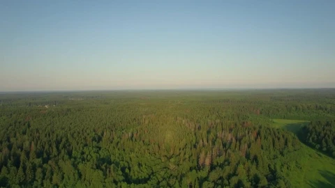 Stock Footage Vast Woodland In Russia Live Wallpaper - Free Live Wallpaper
