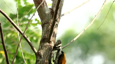 Stock Footage Woodpecker Climbing A Tree Live Wallpaper Free - Free Live Wallpaper