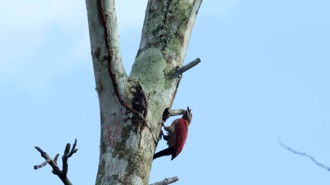 Stock Footage Woodpecker Inside A Tree Live Wallpaper Free - Free Live Wallpaper