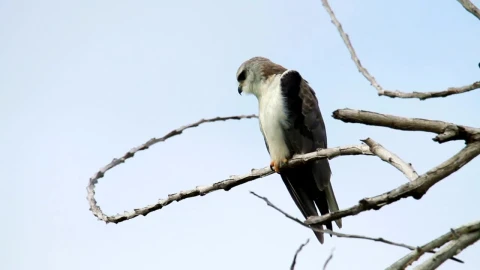 Stock Footage Young Eagle In The Tree Tops Live Wallpaper Free - Free Live Wallpaper