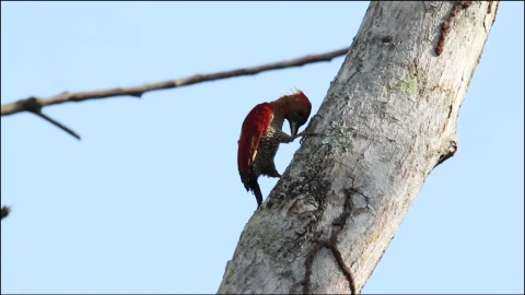 Stock Footage Woodpecker On A White Tree Live Wallpaper Free - Free Live Wallpaper