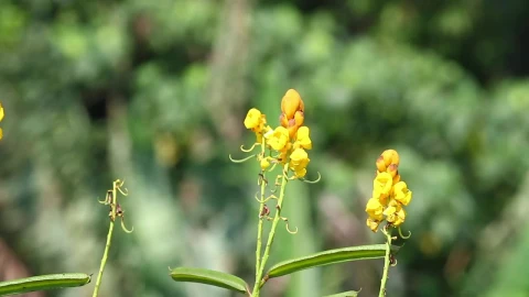 Stock Footage Yellow Flowers In A Wild Garden Live Wallpaper Free - Free Live Wallpaper