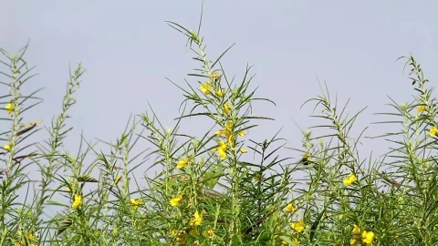 Stock Footage Yellow Wildflowers And Insects Live Wallpaper Free - Free Live Wallpaper