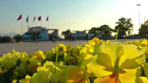 Stock Footage Yellow Flowers In A Park By A Harbor Live Wallpaper Free - Free Live Wallpaper