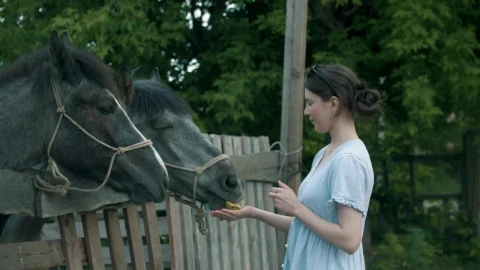 Stock Footage Young Woman Feeding Grey Horses In The Farm Live Wallpaper Free - Free Live Wallpaper