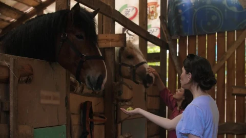 Stock Footage Young Women Feeding Horses At The Stable Live Wallpaper Free - Free Live Wallpaper