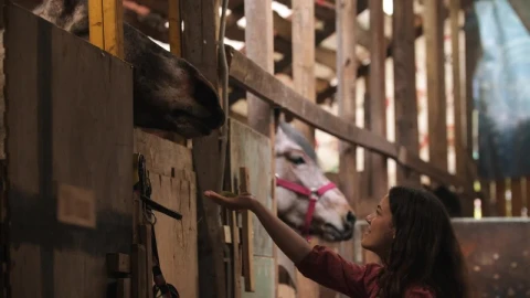 Stock Footage Young Woman Feeding A Big Horse In The Stable Live Wallpaper Free - Free Live Wallpaper