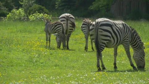 Stock Footage Zebras Grazing In A Green Meadow Live Wallpaper Free - Free Live Wallpaper