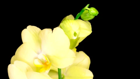 Stock Footage Yellow Orchid Opens On Black Background Live Wallpaper Free - Free Live Wallpaper