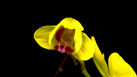 Stock Footage Yellow Orchid Blossoms Live Wallpaper Free - Free Live Wallpaper
