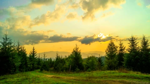 Stock Footage Yellow Sunset Over The Pine Forest Live Wallpaper Free - Free Live Wallpaper