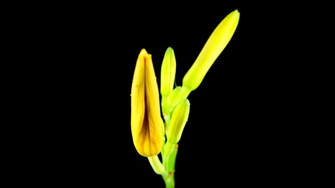 Stock Footage Yellow And Orange Lily Flower Opening Live Wallpaper Free - Free Live Wallpaper