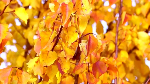 Stock Footage Yellow Autumn Leaves Close Up Live Wallpaper Free - Free Live Wallpaper