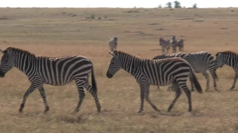 Stock Footage Zebras Walking Across Dry Grass Live Wallpaper Free - Free Live Wallpaper