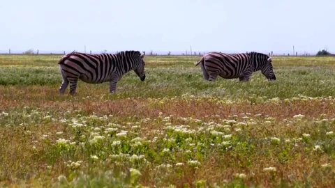 Stock Footage Zebras Grazing In The Meadow Live Wallpaper Free - Free Live Wallpaper