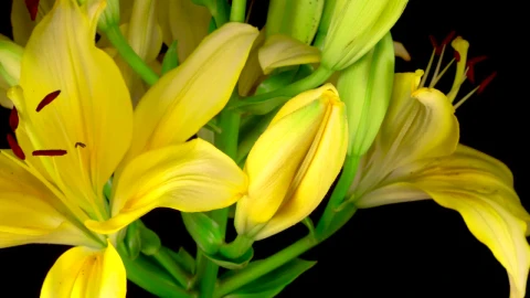 Stock Footage Yellow Lily Flower Opening Live Wallpaper Free - Free Live Wallpaper