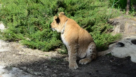 Stock Footage Young Lioness At A Park Live Wallpaper Free - Free Live Wallpaper