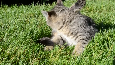 Stock Footage Young Cat Cleaning In The Garden Live Wallpaper Free - Free Live Wallpaper