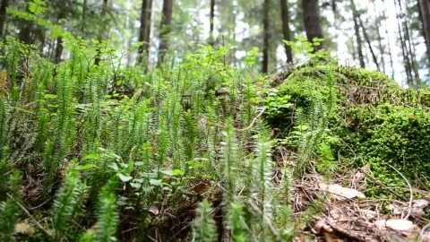Stock Footage Young Ferns Growing In The Forest Live Wallpaper Free - Free Live Wallpaper