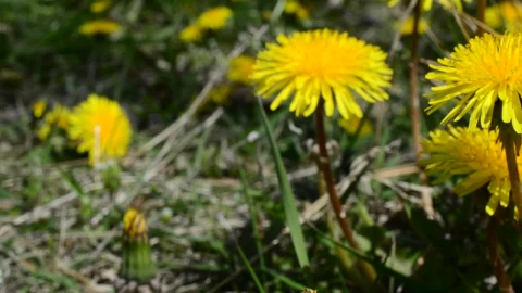 Stock Footage Yellow Wildflowers In A Field Live Wallpaper Free - Free Live Wallpaper